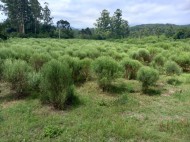 ÁREA DE TERRAS Paverama - RS