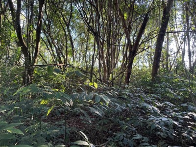 área de terras São Jacó - Teutônia - RS