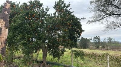 Chácara com 3,75Ha Linha Frank