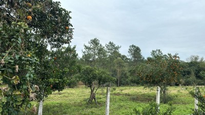 Chácara com 3,75Ha Linha Frank