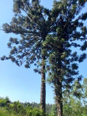 Chácara Morro Azul - Paverama